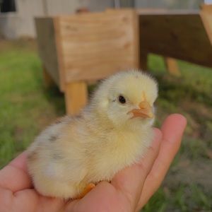 Meet your Posher, Rocio